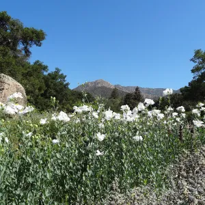 SBBG Meadow with Matilija poppies, wildflower display, Blaskley Boulder, La Cumbre Peak