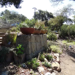 SBBG Conservation Display dish garden