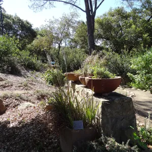SBBG Conservation Display dish garden