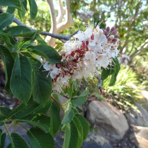 Aesculus in bloom, California buckeye