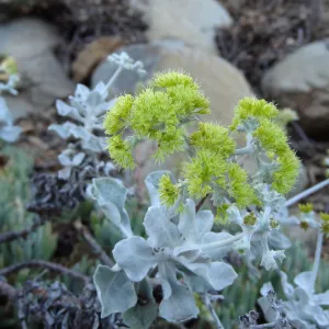 Yellow Eriogonum (wild buckwheat) flowers
