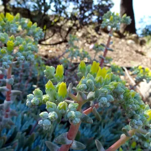 Dudleya (liveforevers) in bloom, Dudleya Display garden