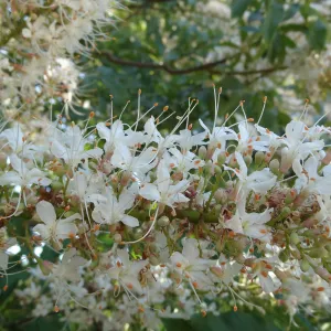 Aesculus in bloom, SBBG