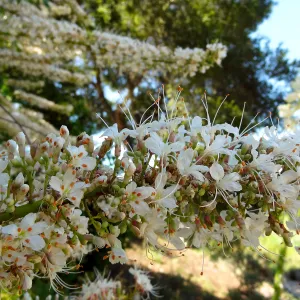 Aesculus in bloom, SBBG
