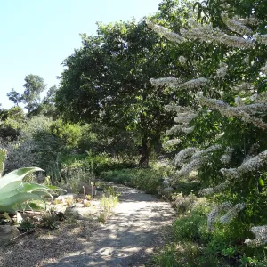 Aesculus in bloom, SBBG