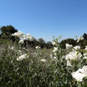 Matilija poppies in the SBBG Meadow, wildflower display