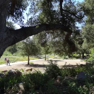 Under the Meadow Oaks, new oaks