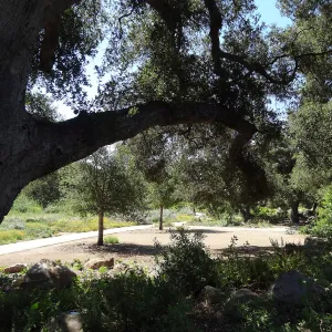 Under the Meadow Oaks, new oaks