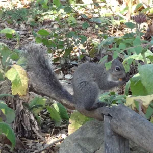 grey squirrels in the Meadow Oaks at SBBG