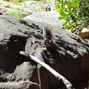 grey squirrels in the Meadow Oaks at SBBG
