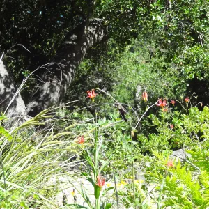 Under the Meadow Oaks