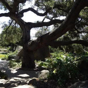 Under the Meadow Oaks, Blaksley Boulder
