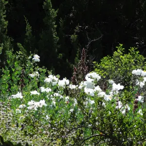Matilija poppies in the Meadow, wildflower display