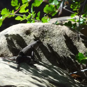 Lizard, shadow, Desert Section