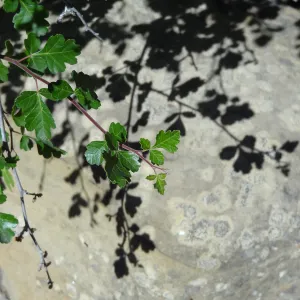 Shadow, Desert Section, sandstone boulder