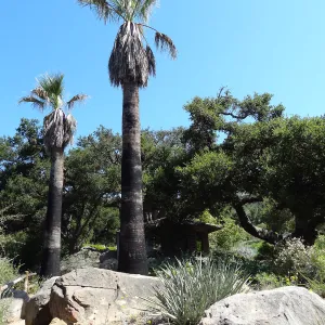 palms in the Desert Section