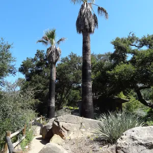 palms in the Desert Section