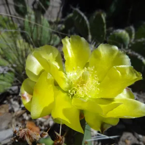 yellow cactus flower