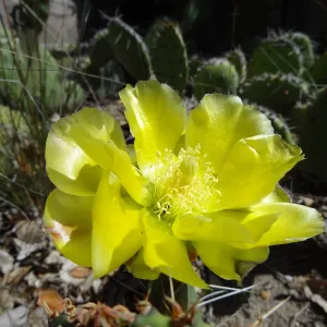 yellow cactus flower