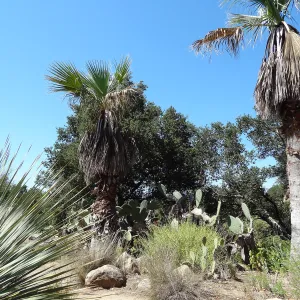 palms in the Desert Section
