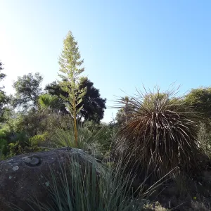 SBBG Desert Section