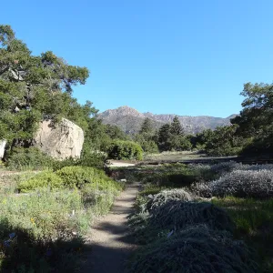 SBBG Meadow Revival Project, August 2013
