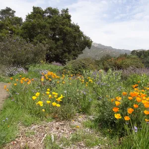 blooming on the Porter Trail