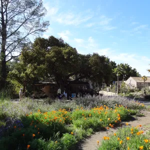 Lower Meadow with view to the Garden Shop, poppies and wildlfower display