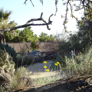 Desert Section in the late afternoon