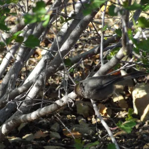 bird in the Desert Section in the late afternoon