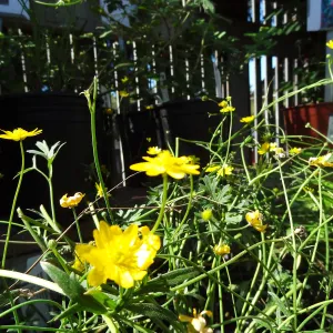Spring Plant Sale 2013, Ranunculus