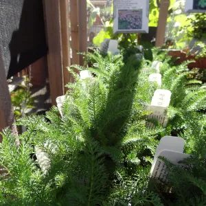 Spring Plant Sale 2013, Achillea (yarrow)