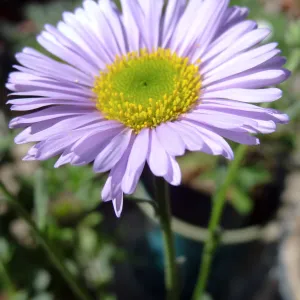 Spring Plant Sale 2013, Erigeron