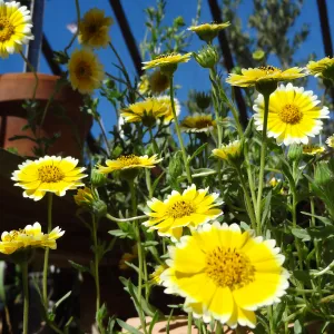 Spring Plant Sale 2013, Tidy Tips