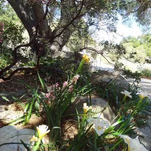 Entrance oak with Iris Canyon Snow and pink Heuchera