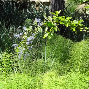 Ceanothus (California Lilac) at the Garden Entrance