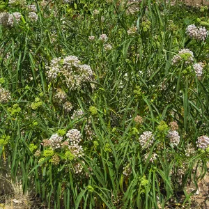 Narrowleaf Milkweed, Aesclepias fascicularis