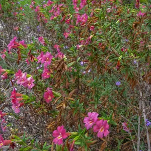 Monkeyflower, Mimulus Trish