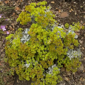 Saffron-flowered buckwheat, Eriogonum crocatum