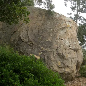 Rhamnus Little Sur at Blaksley Boulder