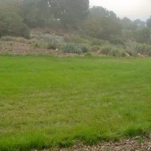 Bouteloua graciils lawn