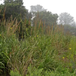 Leymus condensatus in Meadow