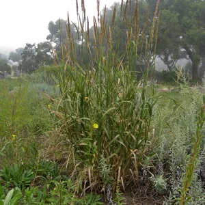Leymus condensatus in Meadow