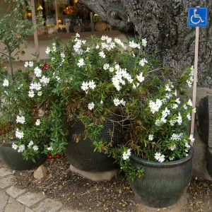 Mimulus Jelly Bean White in entrance pots