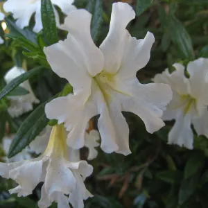 Mimulus Jelly Bean White