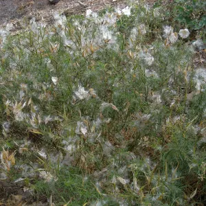 Asclepias fascicularis at SBBG