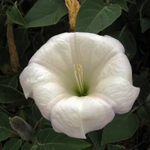 Datura wrightii, jimson weed, at SBBG