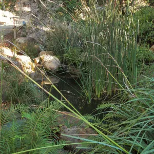 Pond in the Discovery garden, SBBG