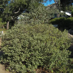 Manzanita section, SBBG