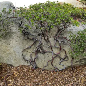 Home Demo Garden Manzanita against boulder,Manzanita Section, SBBG